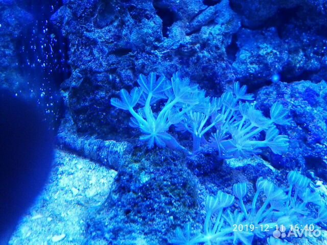 Аквариумные кораллы купить на Зозу.ру - фотография № 1