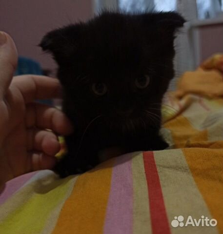 Вислоухий котенок (мальчик) купить на Зозу.ру - фотография № 2
