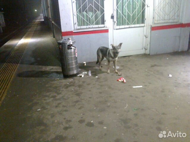 Потерялась собака купить на Зозу.ру - фотография № 4