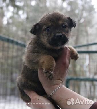 Собакен - Новый друг купить на Зозу.ру - фотография № 4
