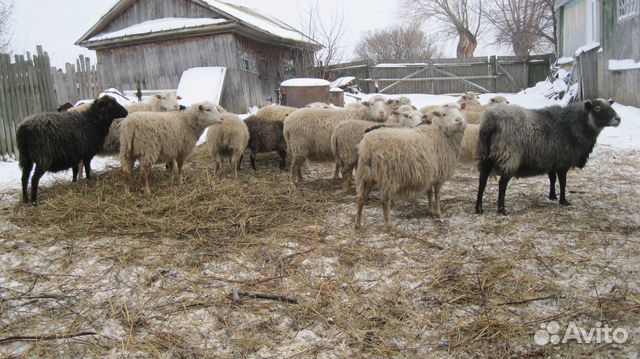 Овцы,бараны,молодняк мелкого рогатого скота купить на Зозу.ру - фотография № 7
