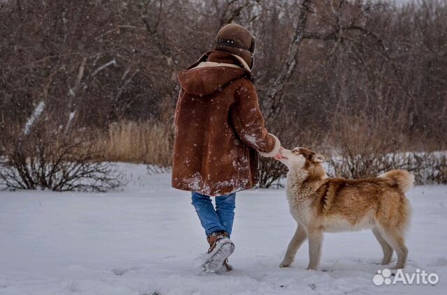 Собака: Чистокровный Хаски 2 года кабель купить на Зозу.ру - фотография № 2