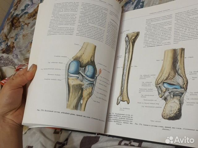 Анатомия синельникова 1 том. Синельников атлас 1 том. Синельников атлас 4 том. Атлас анатомии человека Синельников том 4. Анатомический атлас Синельникова.