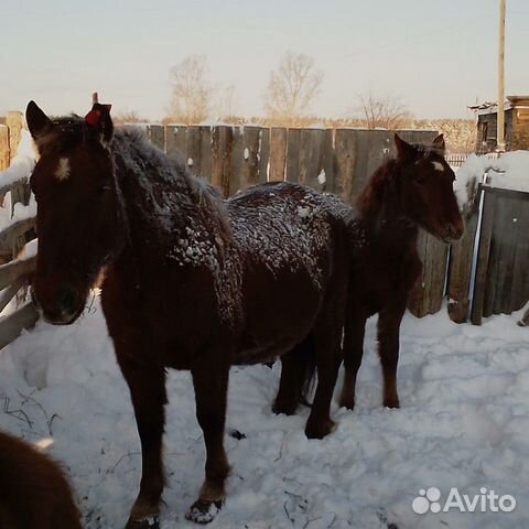 Лошадь и жеребец купить на Зозу.ру - фотография № 1