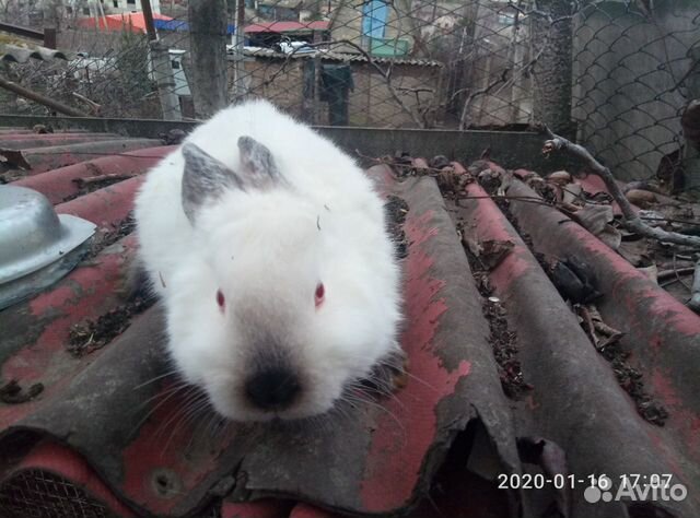 Продажа кролей разных пород купить на Зозу.ру - фотография № 7