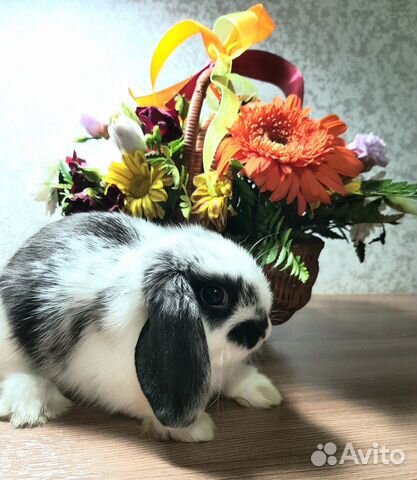 Кролик карликовый барашек купить на Зозу.ру - фотография № 2