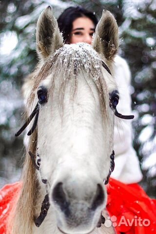 Аренда лошади купить на Зозу.ру - фотография № 4