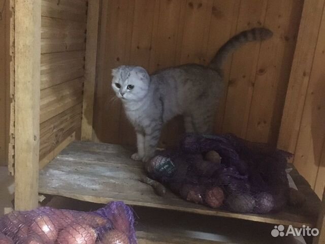 Кошка продаю серый купить на Зозу.ру - фотография № 4