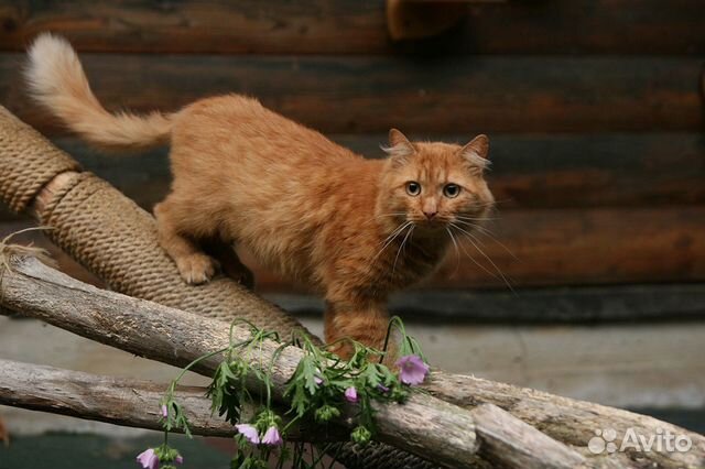 Рыжий котик ищет дом купить на Зозу.ру - фотография № 1