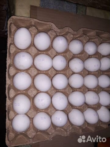 Яйцо купить на Зозу.ру - фотография № 7