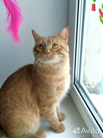 Котик в добрые руки