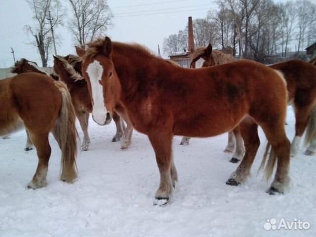 Продам лошадей купить на Зозу.ру - фотография № 2