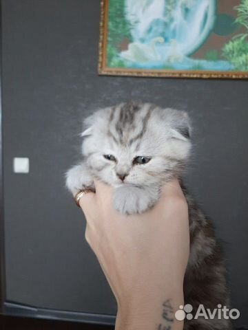 Продам мраморного веслоухого котенка купить на Зозу.ру - фотография № 1
