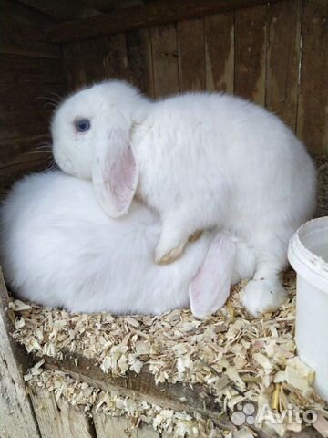 Карликовый кролики купить на Зозу.ру - фотография № 2