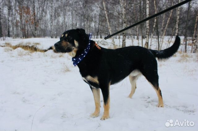 Отдам в хорошие руки, метис ротвейлера