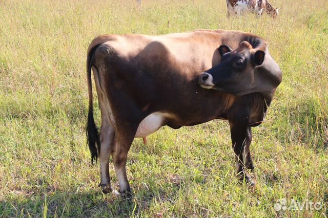Купить корову в омске и омской области. Джерсейская корова. Джерсейская порода коров. Джерсейский бык. Джерсейская корова теленок.