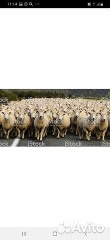 Продаются овцы 60 голов.Курдючные купить на Зозу.ру - фотография № 1