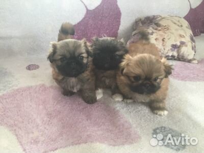 Очаровательные щенки пекинеса купить на Зозу.ру - фотография № 8