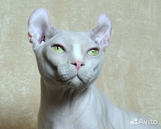 Эльф кошка