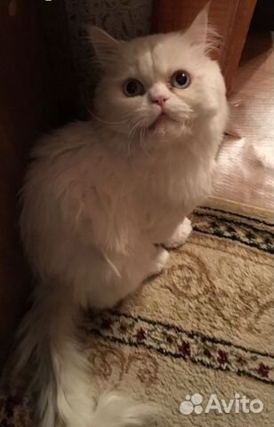 Персидский кот (вязка) купить на Зозу.ру - фотография № 1