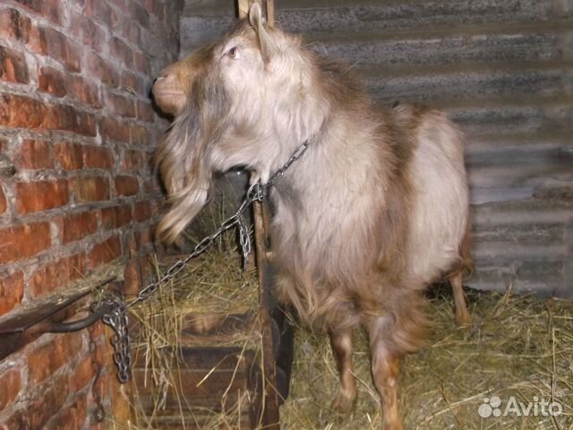 Племенной козёл купить на Зозу.ру - фотография № 2