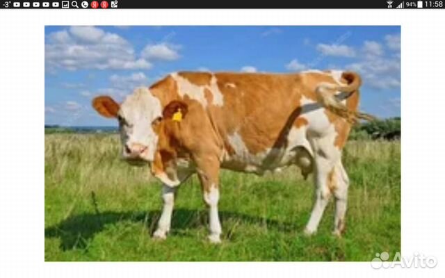 Нужна корова без рогов (камолая) дойная купить на Зозу.ру - фотография № 1