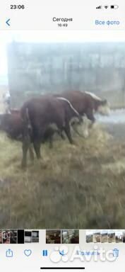 Коровы мясной породы Герфорд купить на Зозу.ру - фотография № 2