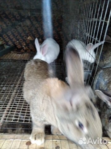 Кролики великаны серые белые купить на Зозу.ру - фотография № 2