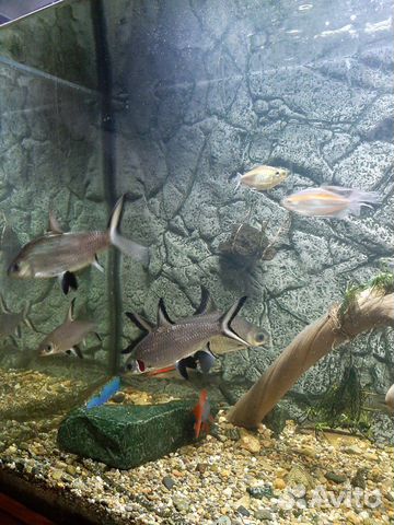Рыба для аквариума купить на Зозу.ру - фотография № 2