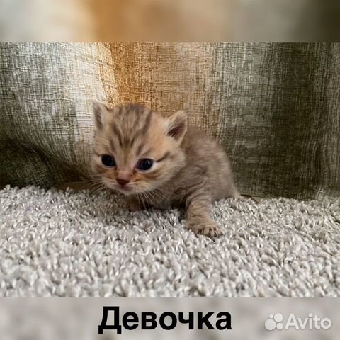 Продам британских котят купить на Зозу.ру - фотография № 4