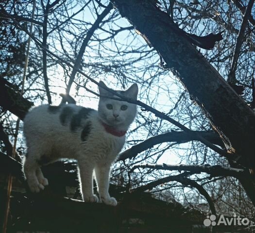 Мышеловка котенок купить на Зозу.ру - фотография № 1