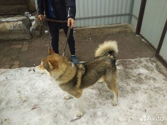 Собака лайка купить на Зозу.ру - фотография № 3