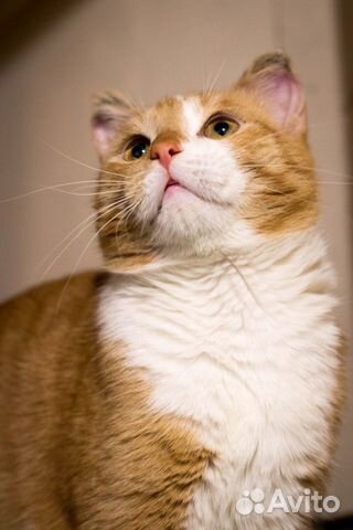 Молодой котик