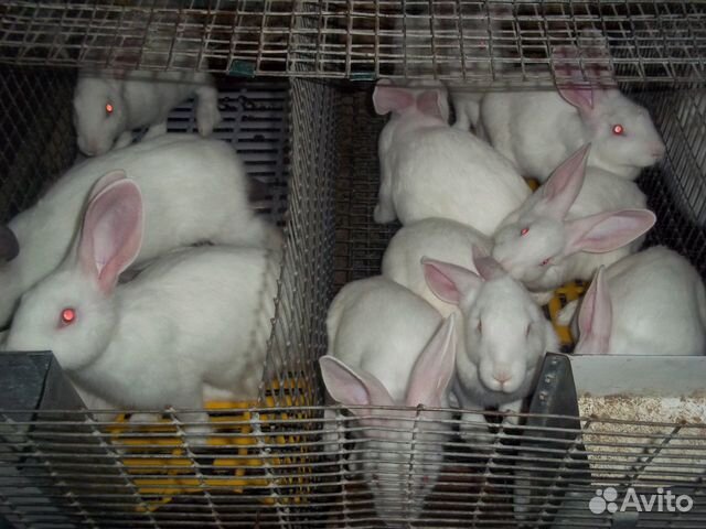 Продам кроликов "Хиколь" купить на Зозу.ру - фотография № 3