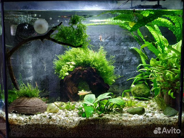 Продам аквариум купить на Зозу.ру - фотография № 4