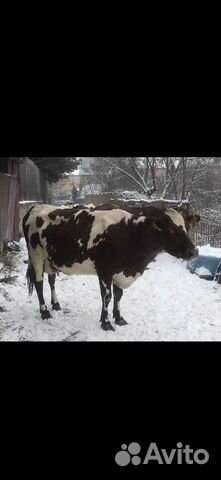 Коровы высокоудойные купить на Зозу.ру - фотография № 1