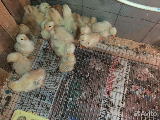Продаю цыплят 6 дней купить на Зозу.ру - фотография № 2