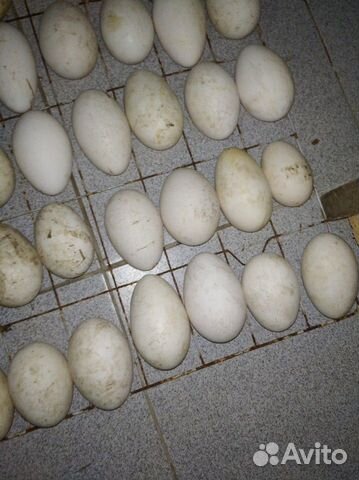 Гусиные яйца купить на Зозу.ру - фотография № 7