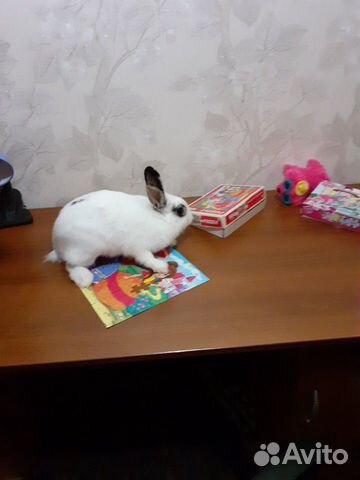Отдам кролика домашнего купить на Зозу.ру - фотография № 1