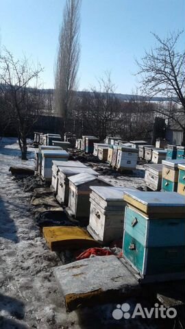 Пчелиные семьи купить на Зозу.ру - фотография № 5