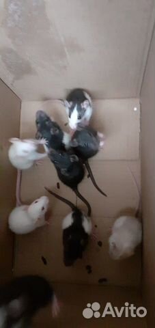 Продаются крысята купить на Зозу.ру - фотография № 2
