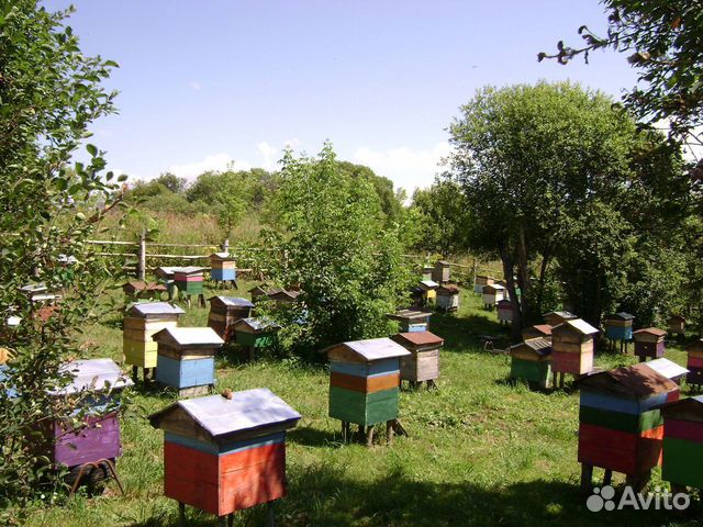 Пчелосемьи после зимовки купить на Зозу.ру - фотография № 1