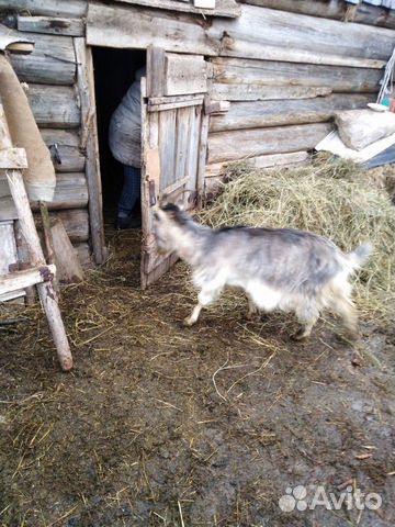 Овцы, козы купить на Зозу.ру - фотография № 5