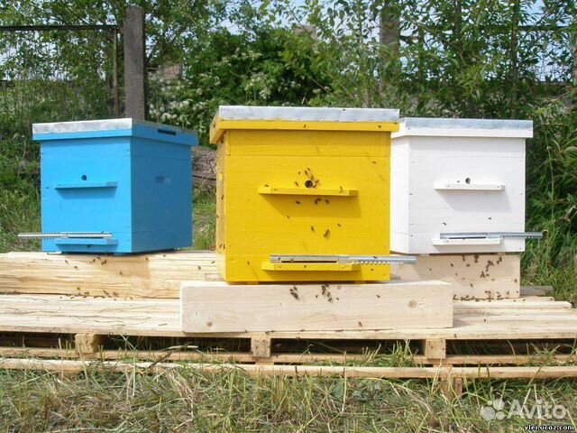 Продам семья пчёл купить на Зозу.ру - фотография № 1