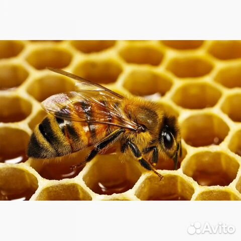 Пчелосемьи, пакеты купить на Зозу.ру - фотография № 1