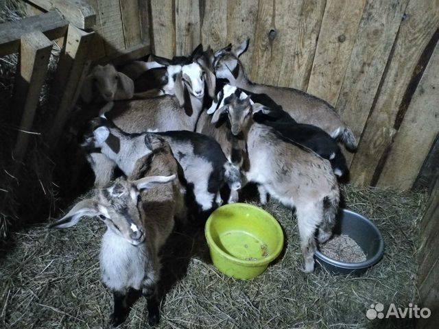 Козочки, козлики, дойные козы купить на Зозу.ру - фотография № 2