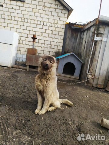 Кавказская овчарка купить на Зозу.ру - фотография № 7