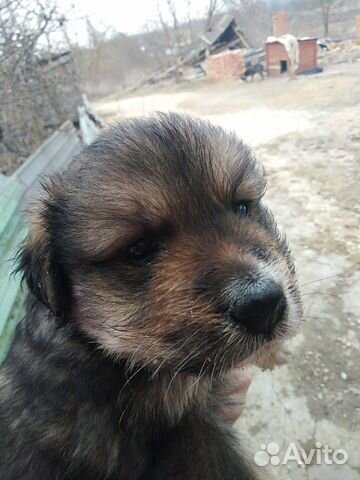 Собака дворняшка купить на Зозу.ру - фотография № 2