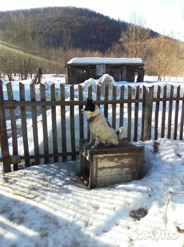 Собака ищет новый дом купить на Зозу.ру - фотография № 1