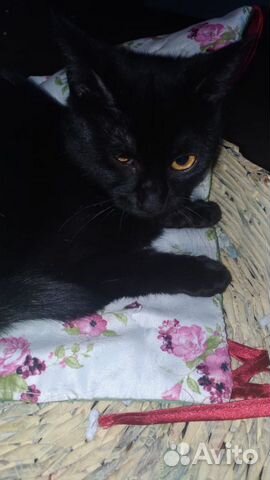 Черная кошка Черная кошка